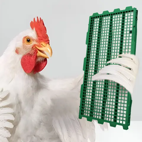 Hen Floor